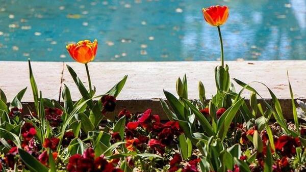 عکس تصاویر گلهای زیبای رنگارنگ