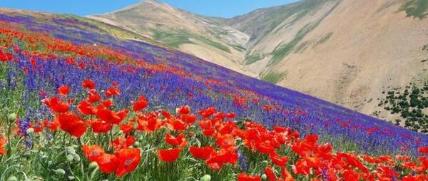 عکس تصاویر گلهای زیبای رنگارنگ