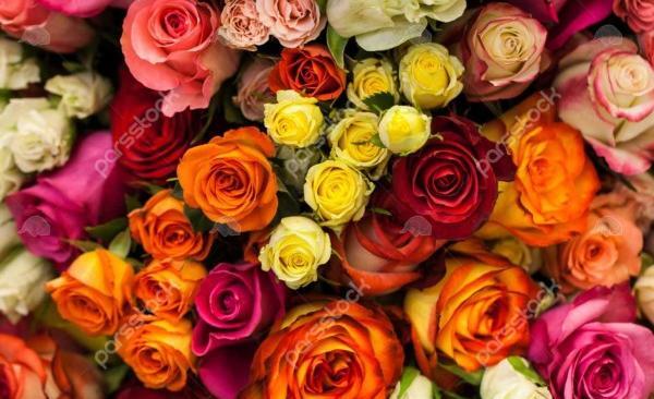 عکس تصاویر گلهای زیبای رنگارنگ