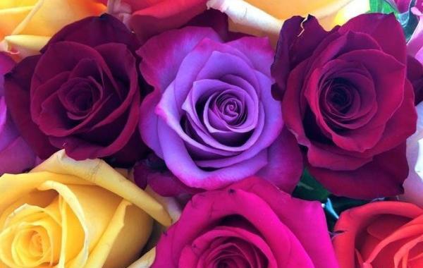 عکس تصاویر گلهای زیبای رنگارنگ