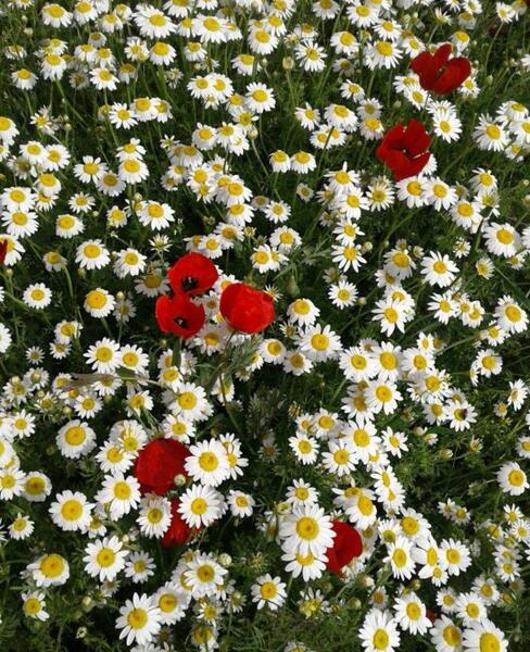 عکس تصاویر گلهای زیبای رنگارنگ
