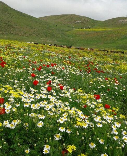 عکس تصاویر گلهای زیبای رنگارنگ