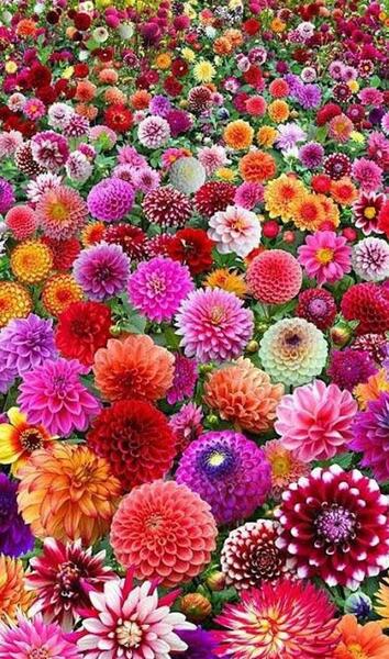 عکس تصاویر گلهای زیبای رنگارنگ