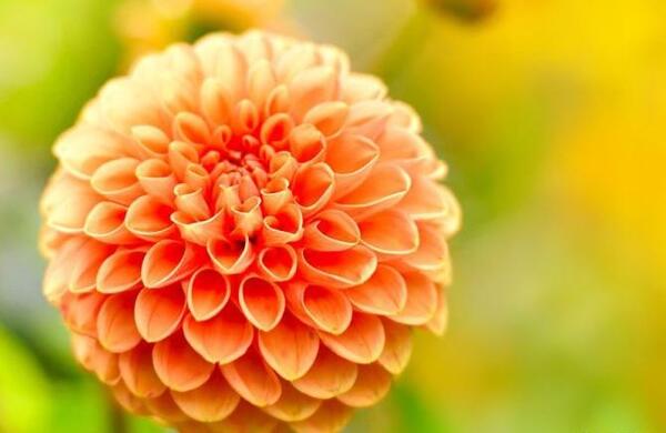 عکس تصاویر گلهای زیبای رنگارنگ
