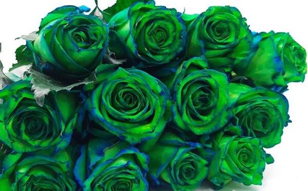 عکس تصاویر گلهای زیبای رنگارنگ