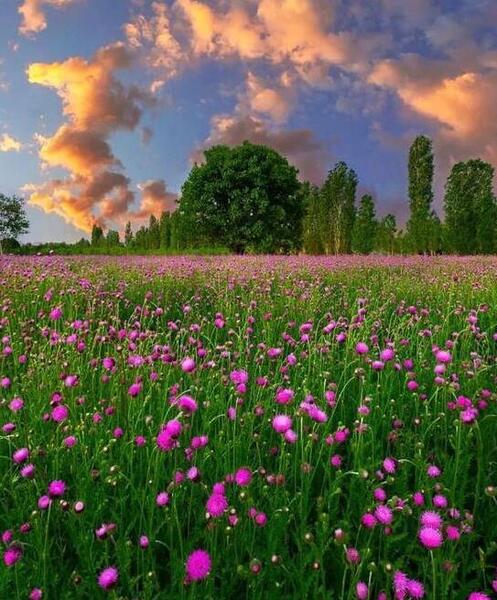 عکس تصاویر گلهای زیبای رنگارنگ
