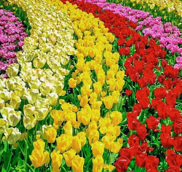 عکس تصاویر گلهای زیبای رنگارنگ