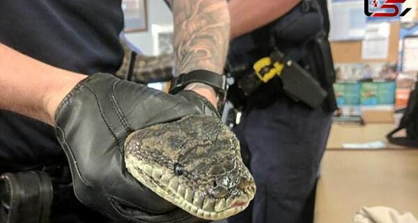 عکس تصاویر مار پیتون