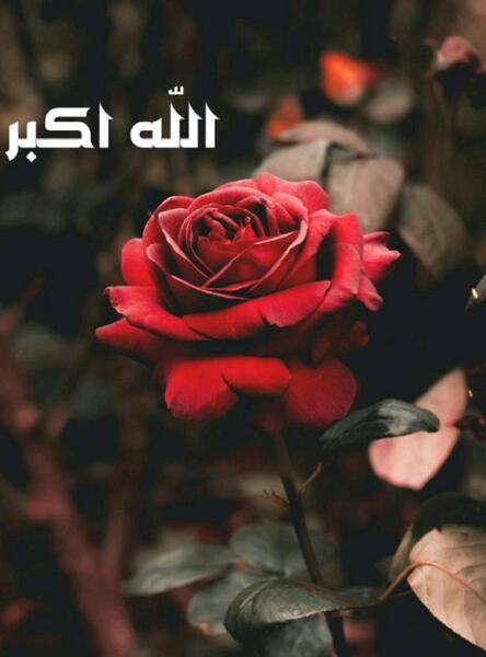 عکس سگ و گرگ وحشی