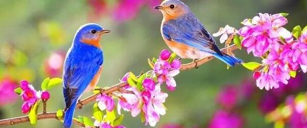 عکس پروفایل طبیعت بهاری دخترانه