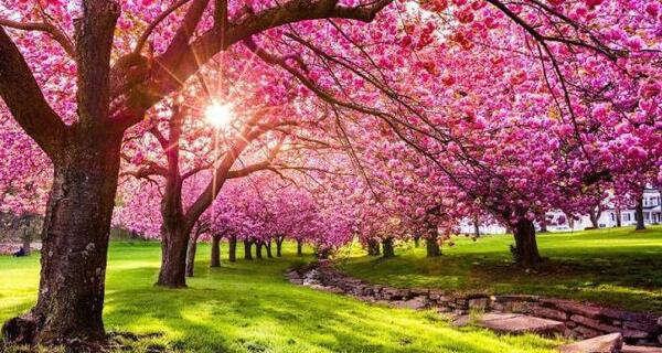 عکس پروفایل طبیعت بهاری دخترانه