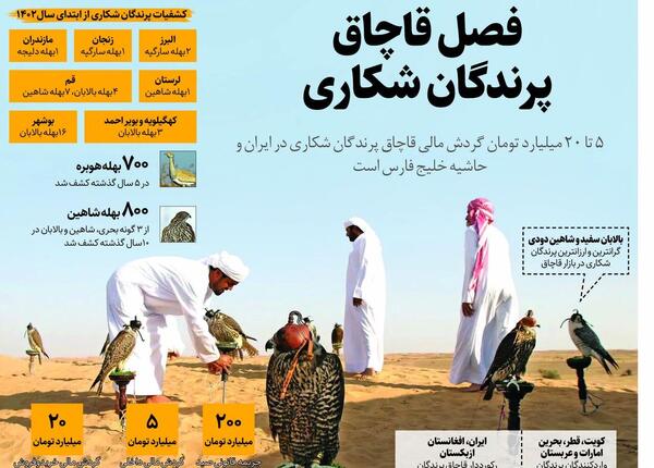 عکس شاهین ایرانی