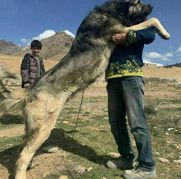 عکس سگ سرابی قوی