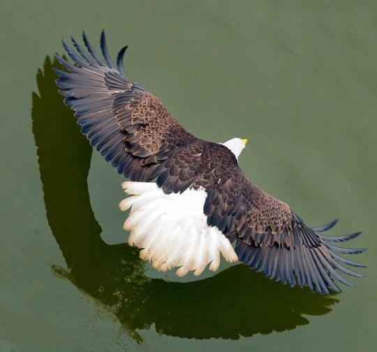 عکس عقاب آسیا رحمتی