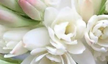 عکس گل مریم زرد
