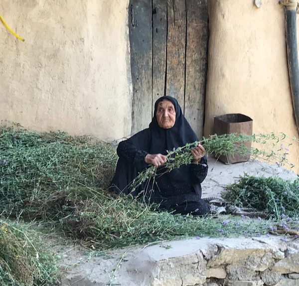 عکس گیاه بن سرخ