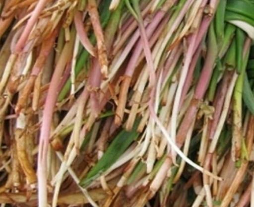 عکس گیاه بن سرخ