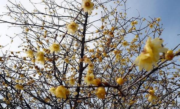 عکس درختچه های تزیینی چشم نظر
