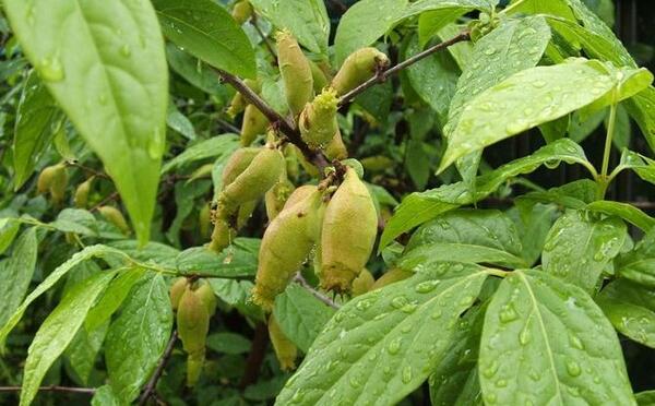 عکس درختچه های تزیینی چشم نظر