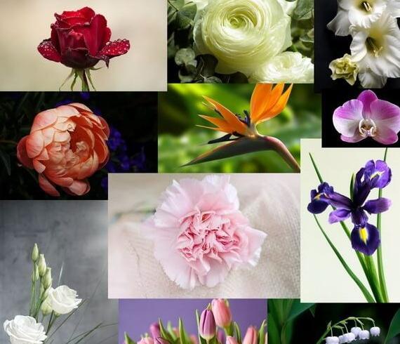عکس درختچه های تزیینی چشم نظر