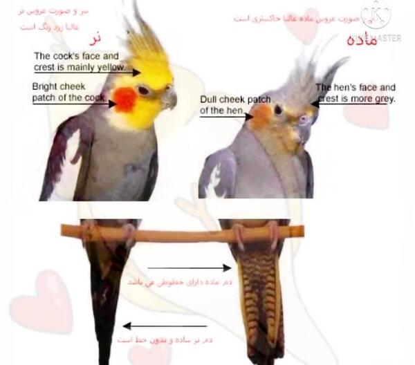 عکس عروس هلندی نر لوتینو