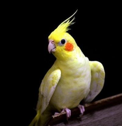 عکس عروس هلندی نر لوتینو