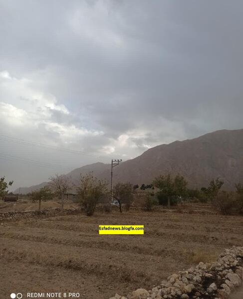عکس مزرعه کلم بروکلی