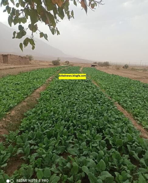 عکس مزرعه کلم بروکلی