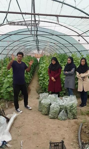 عکس مزرعه کلم بروکلی