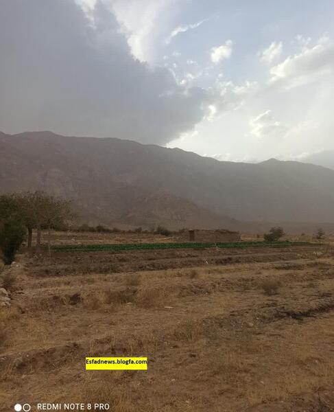 عکس مزرعه کلم بروکلی