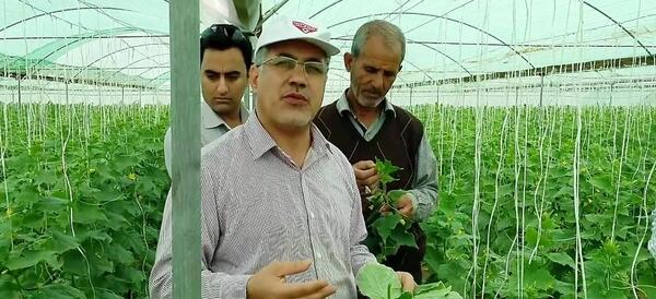 عکس مزرعه کلم بروکلی