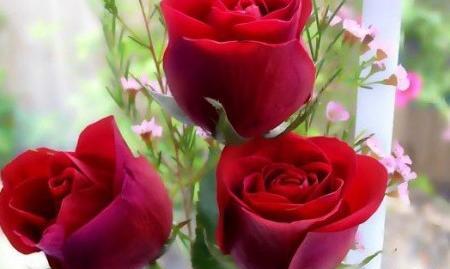 عکس گلهای عاشقانه خاص