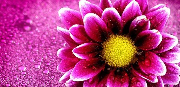 عکس گلهای عاشقانه خاص