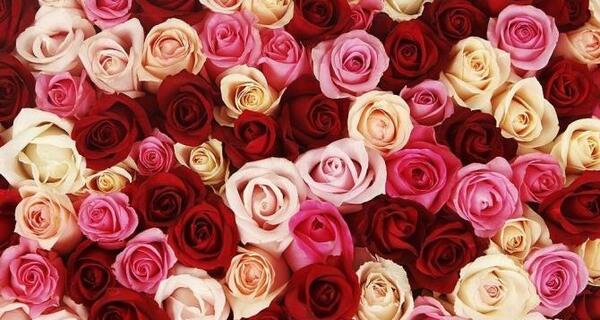 عکس گلهای عاشقانه خاص