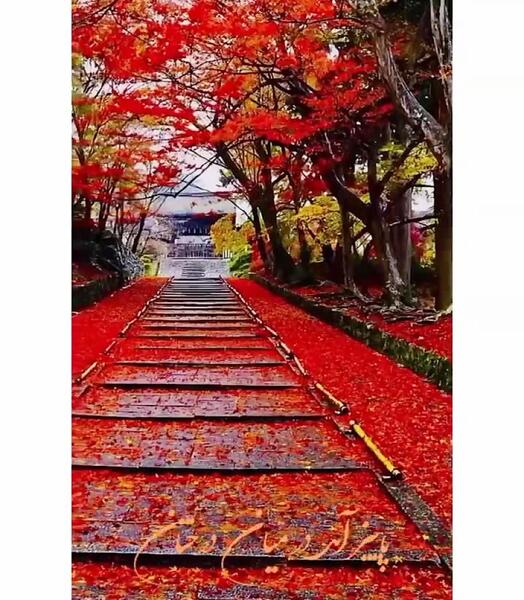 عکس استوری پاییز آمد