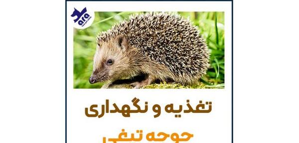 عکس جوجه تیغی که تیغ پرت میکند