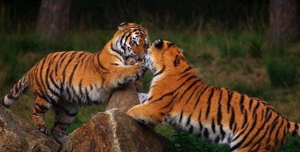 عکس ببر درنده
