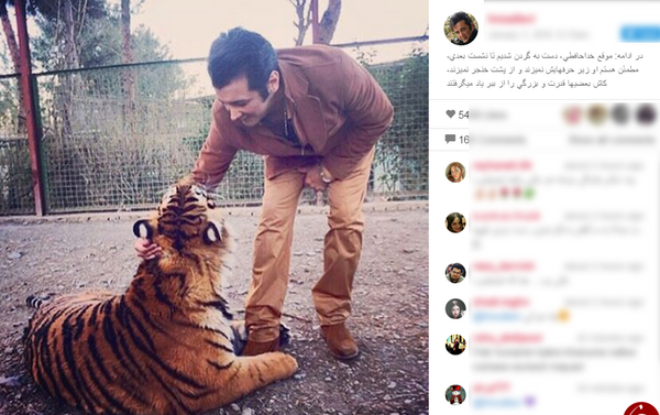 عکس ببر درنده