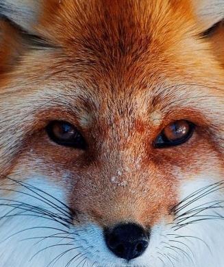 عکس نقاشی صورت روباه
