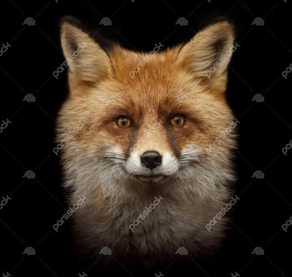 عکس نقاشی صورت روباه