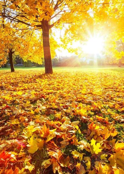 دانلود عکس پروفایل پاییزی عاشقانه