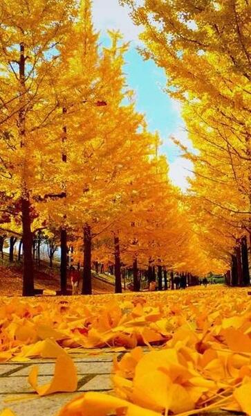 دانلود عکس پروفایل پاییزی عاشقانه