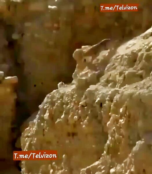 عکس مارمولک خاردار استرالیایی