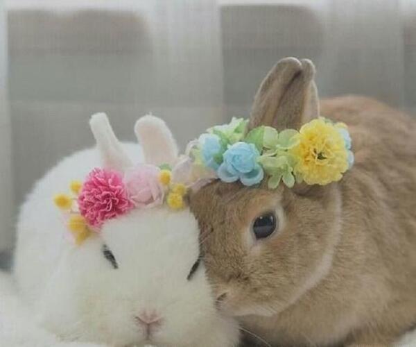عکس گربه برای پروفایل صورتی