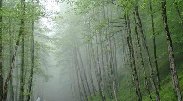 عکس جنگل بهشت