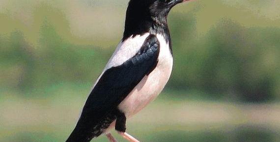 عکس حیوان سار