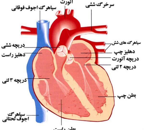عکس قلب انسان نقاشی شده