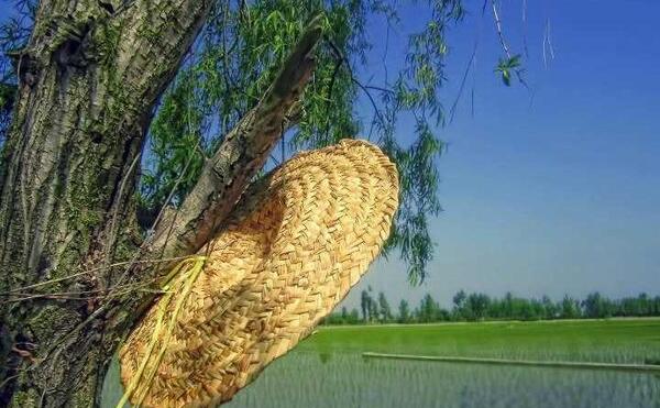 عکس زمین شالیزار