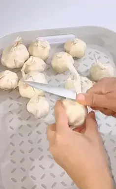 عکس غذا ویسگون