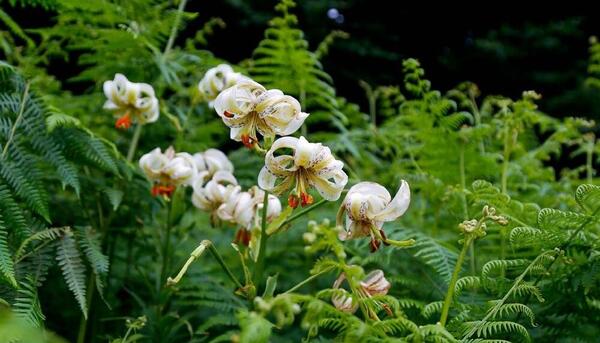 عکس طبیعت داماش گیلان